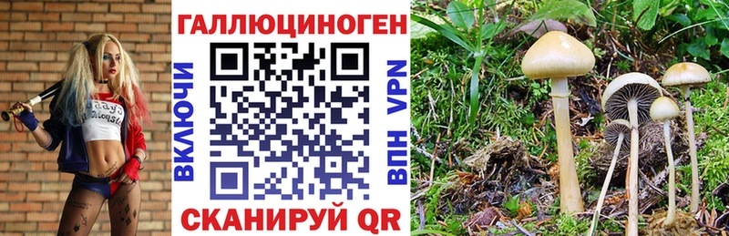 Псилоцибиновые грибы GOLDEN TEACHER закладка Кольчугино